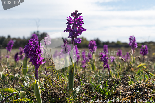 Image of Blossom Early Purple Orchids in a grassland