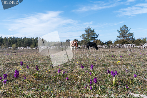 Image of Blossom purple orchids and grazing cattle