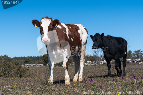 Image of Cows in a grassland in spring season