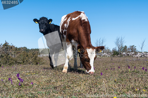 Image of Grazing cattle among purple orchids