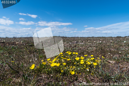 Image of Hoary rockrose in a barren landscape