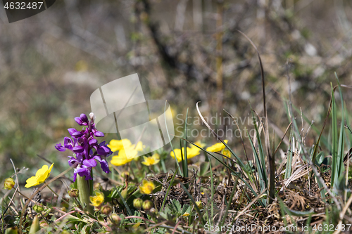 Image of Purple orchid just started to bloom