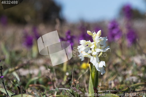 Image of White Early Purple Orchid portrait