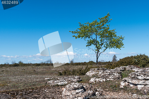 Image of Lone green tree in a barren landscape