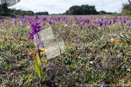 Image of Landscape with blossom Early Purple Orchids