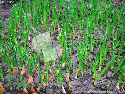 Image of Many young onions growing in the soil for use as green leaves