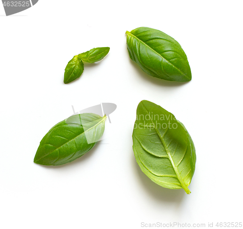 Image of fresh green basil leaves