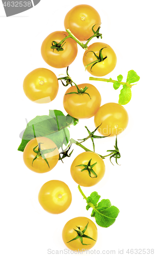 Image of Fresh Yellow Tomatoes