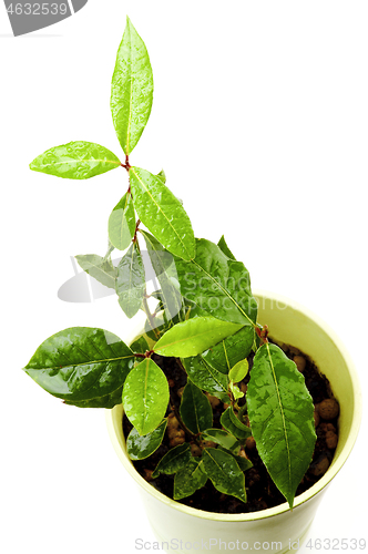 Image of Bay Leaves Growing