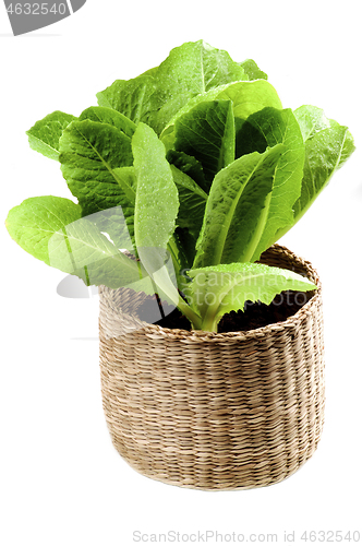 Image of Fresh Romaine Lettuce Leafs