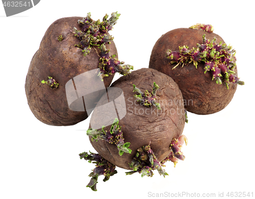 Image of Potatoes Tubers Ready to Planting