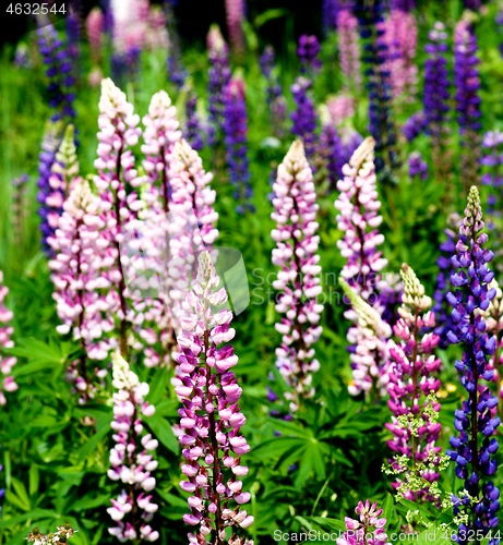 Image of Blooming Colorful Lupines