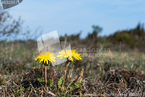 Image of Yellow Dandelion flowers close up