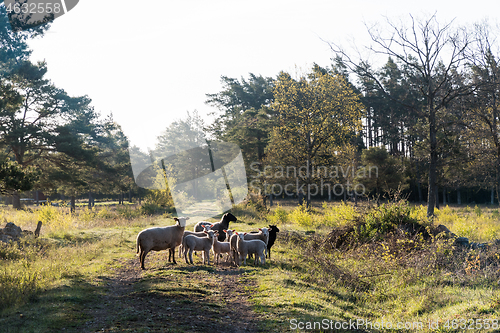 Image of Herd of sheep standing in the morning sun