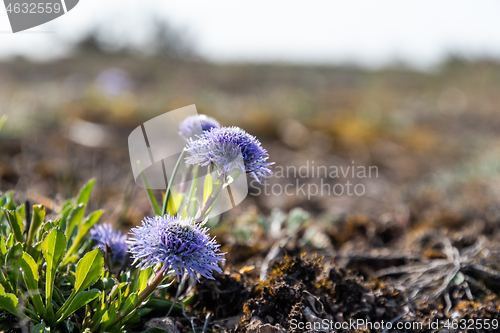 Image of Sunlit indigo blue blossom flowers