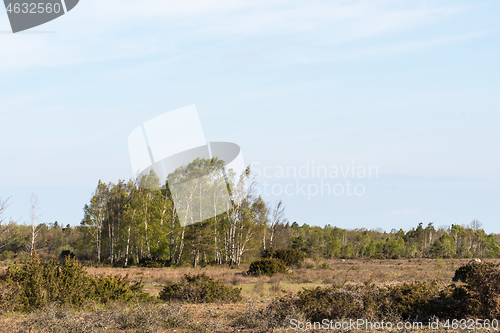 Image of Birch tree grove in a plain grassland