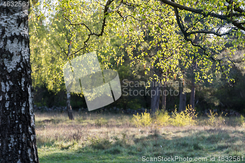 Image of Branch with new birch leaves in the morning sun