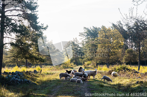 Image of Sheep on a country road in the morning sun