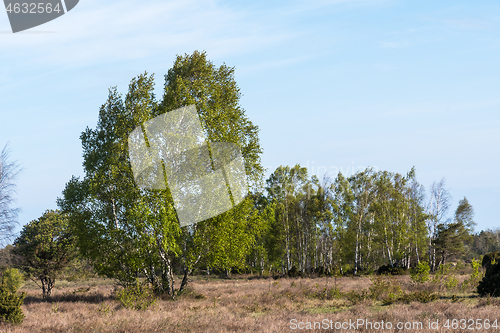 Image of Birch trees in a great grassland