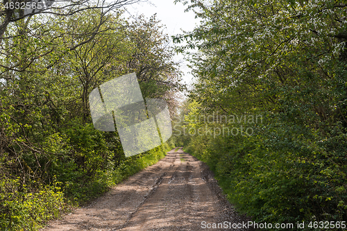 Image of Dirt road through a lush greenery