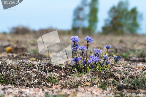 Image of Blossom plant of  Globularia vulgaris in a barren landscape