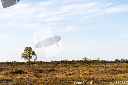 Image of Lone Birch tree in a great barren landscape