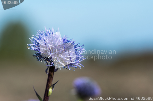 Image of Flowerhead closeup of indigo colored Globularia vulgaris