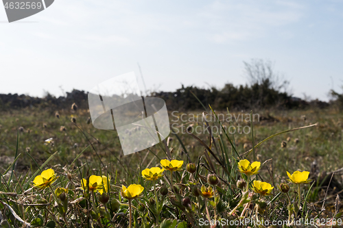 Image of Hoary Rock-rose in a low angle image