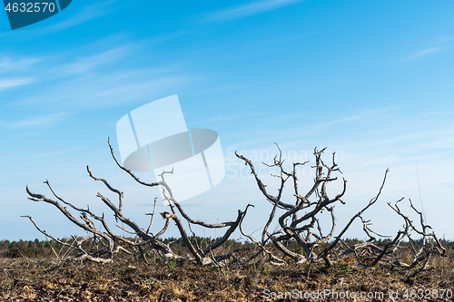 Image of Juniper skeleton in a barren landscape