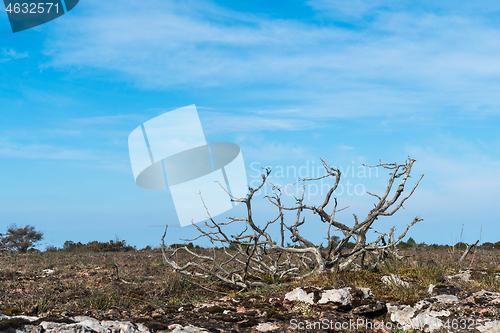 Image of Dried juniper skeleton in a wide barren grassland