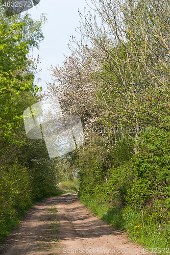 Image of Country road through a lush greenery