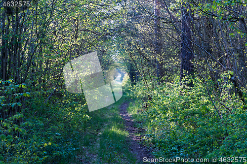 Image of Pathway through a tunnel of green leaves