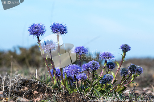 Image of Indigo colored blossom Globularia vulgaris flower