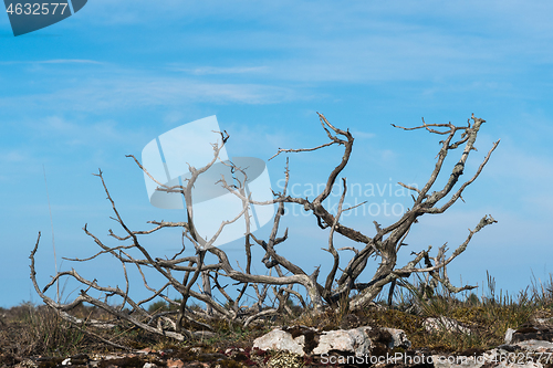 Image of Dead juniper skeleton by a blue sky