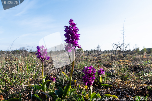 Image of Blosson Early Purple Orchid in a barren landscape