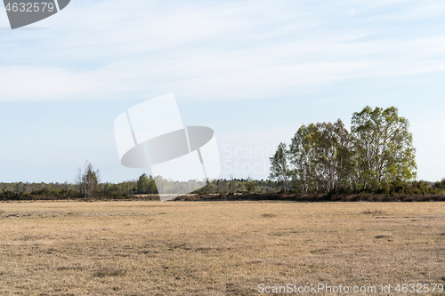 Image of Birch tree grove in a plain barren grassland