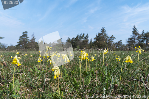 Image of Blossom Cowslips in a green grassland