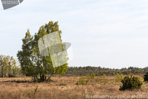 Image of Birch tree group in a wide open landscape