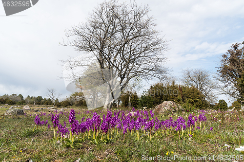 Image of Early Purple Orchids in a beautiful landscape