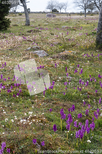 Image of Field with blossom purple orchids