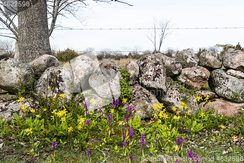 Image of Colorful blossom flowers by a stonewall