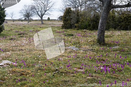 Image of Colorful landscape with blossom flowers