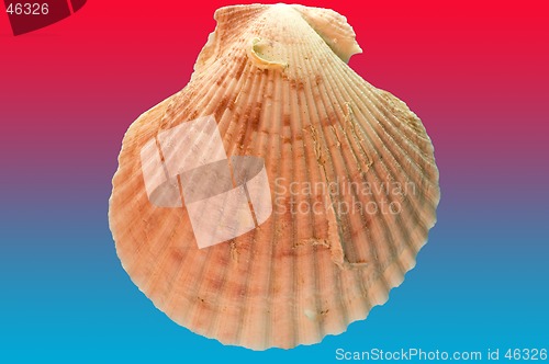 Image of Shell with blue red Bg.