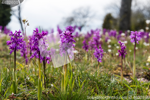 Image of Purple orchids in a low angle image