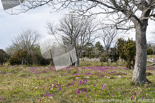 Image of Landscape with lots of blossom purple orchids