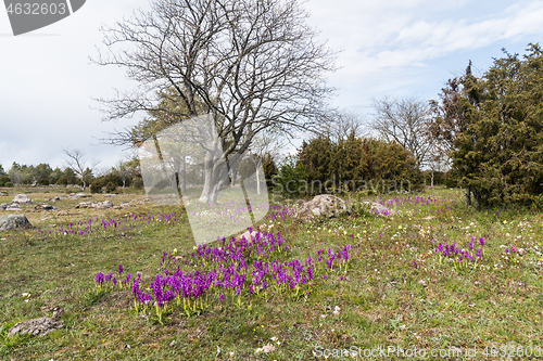Image of Blossom purple orchids wildflowers