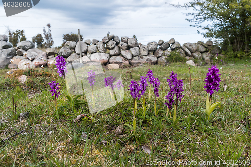 Image of Group with purple orchids by an old stone wall fence