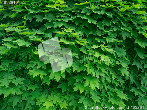 Image of Dense Maple Foliage as a Background