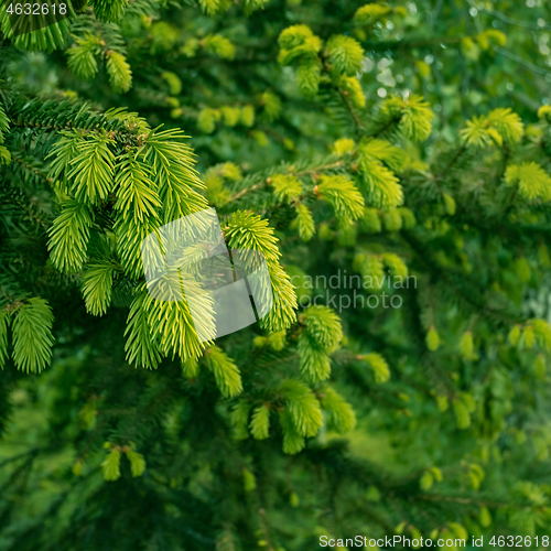 Image of Fir tree with new bright green needles in springtime