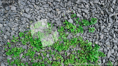 Image of New Weed Plants Growing Ground Ivy On Rubble Surface in Springti